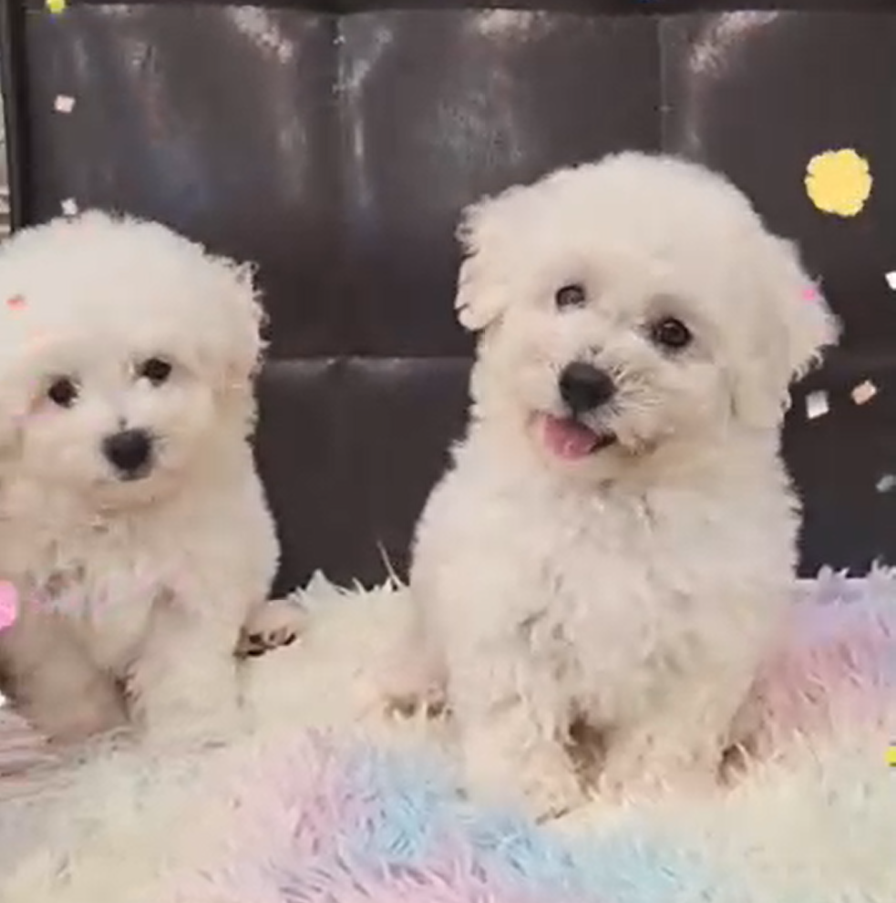 帕菲犬貓園／比熊犬