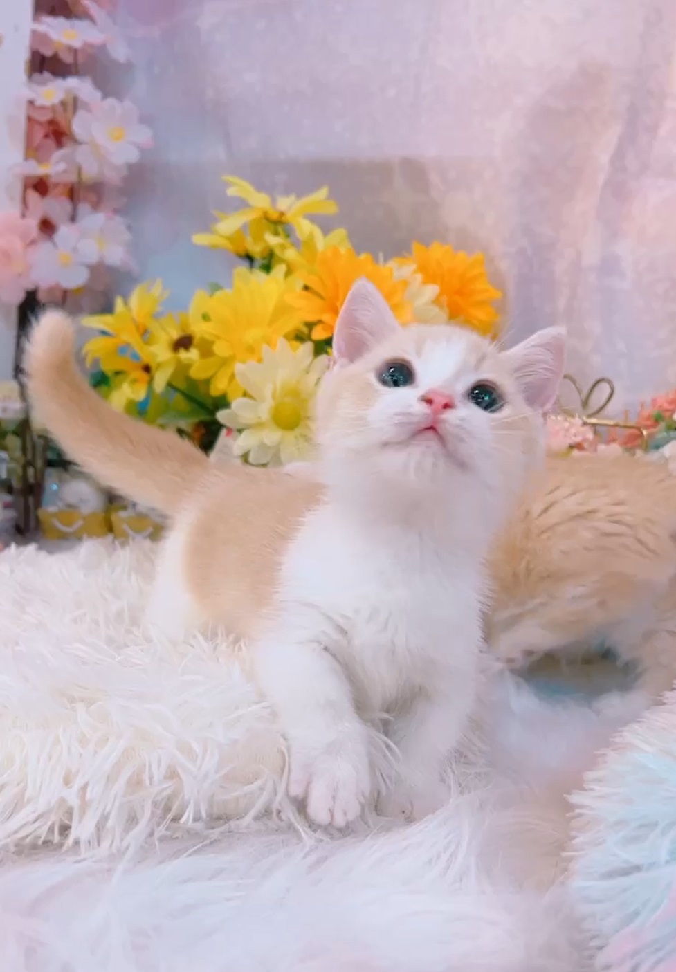 星光貓舍／奶白曼赤肯