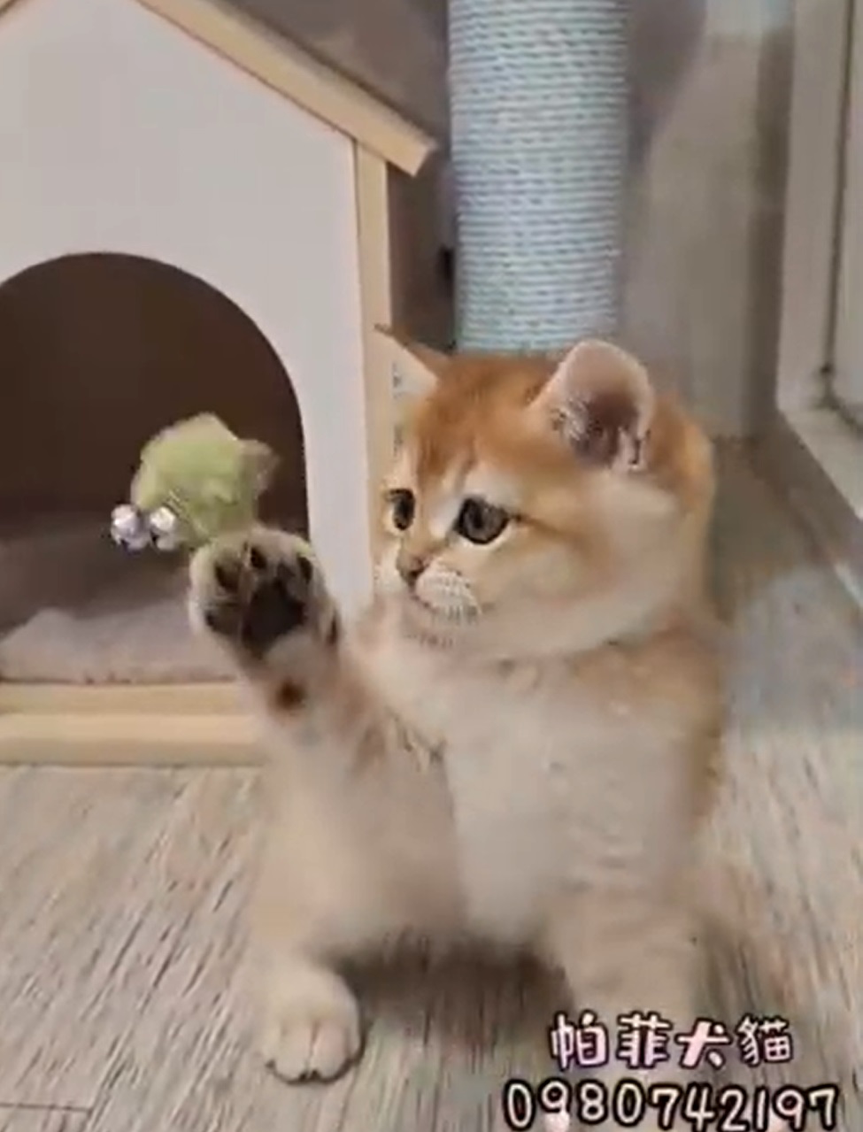 帕菲寵物館／金漸層英國短毛貓