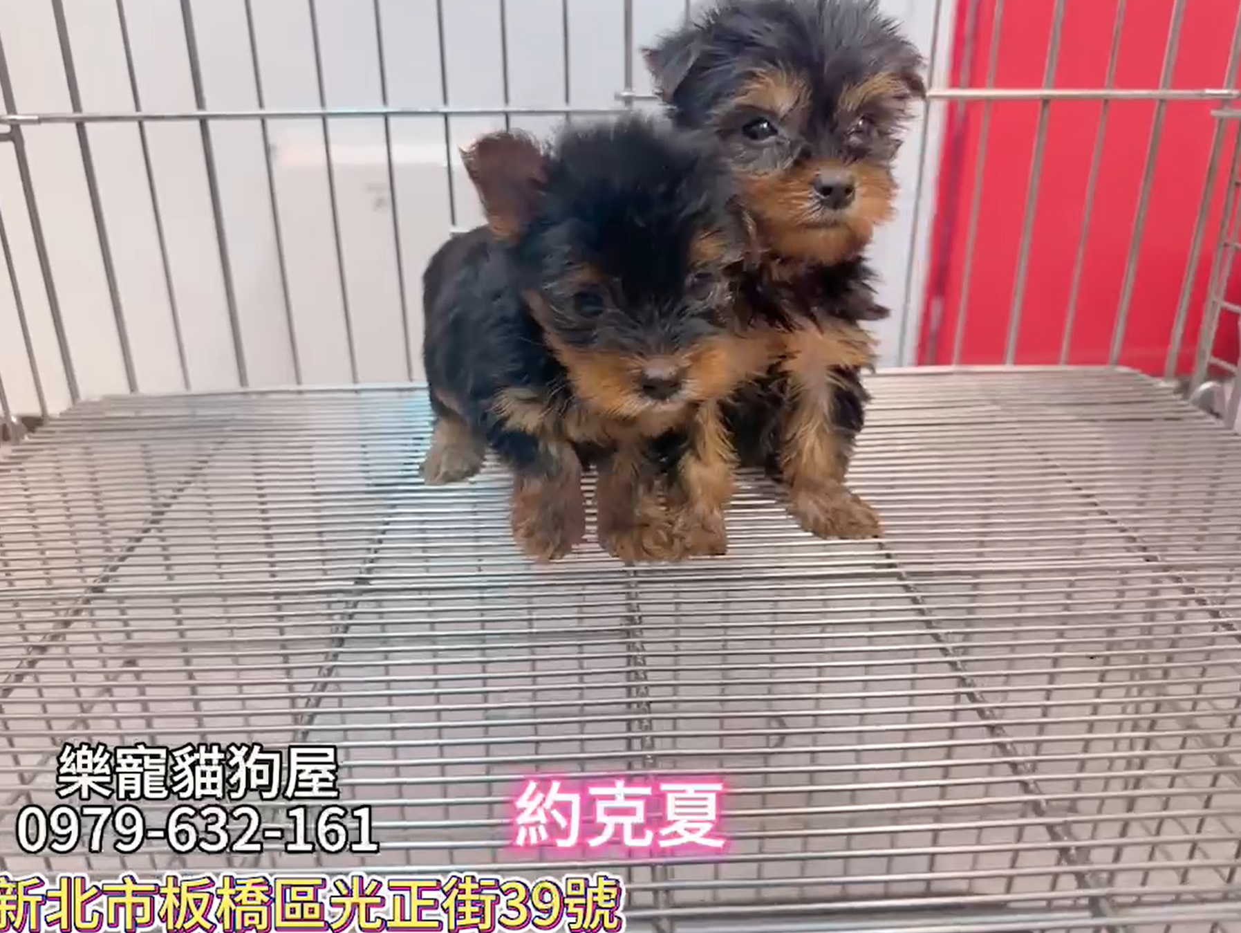 樂寵貓狗屋／約克夏