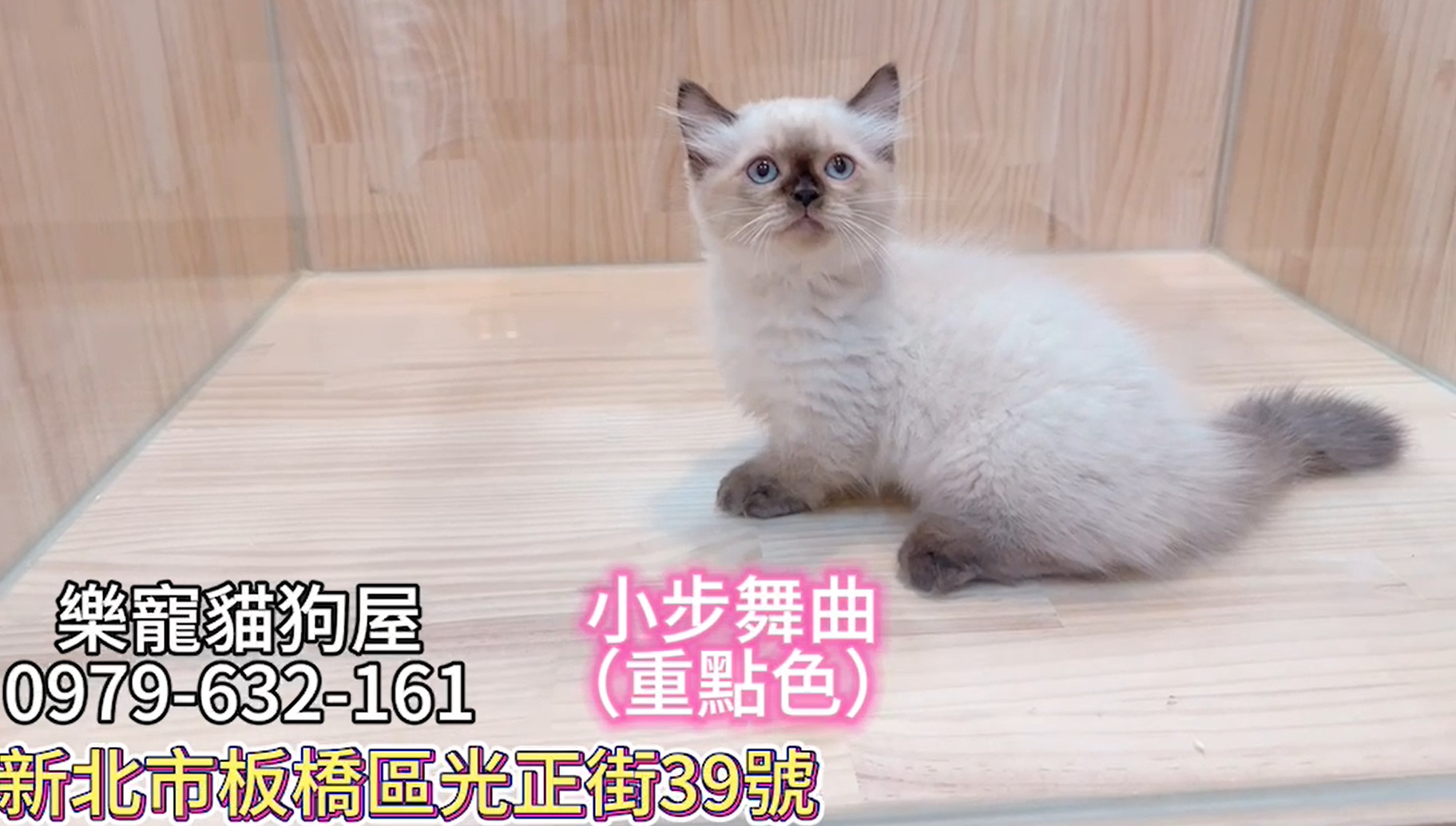 樂寵貓狗屋／重點色小步舞曲