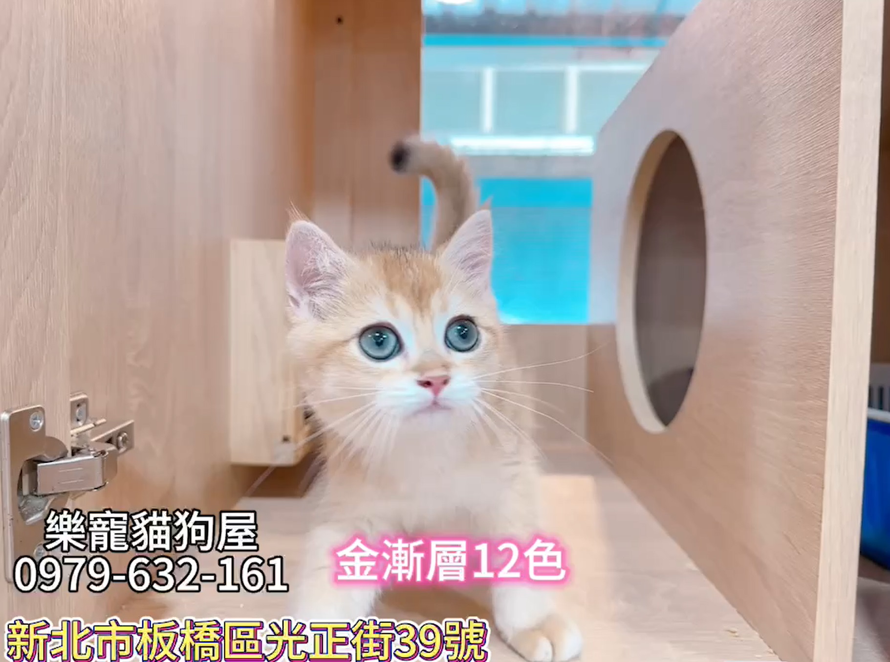 樂寵貓狗屋／金漸層英國短毛貓