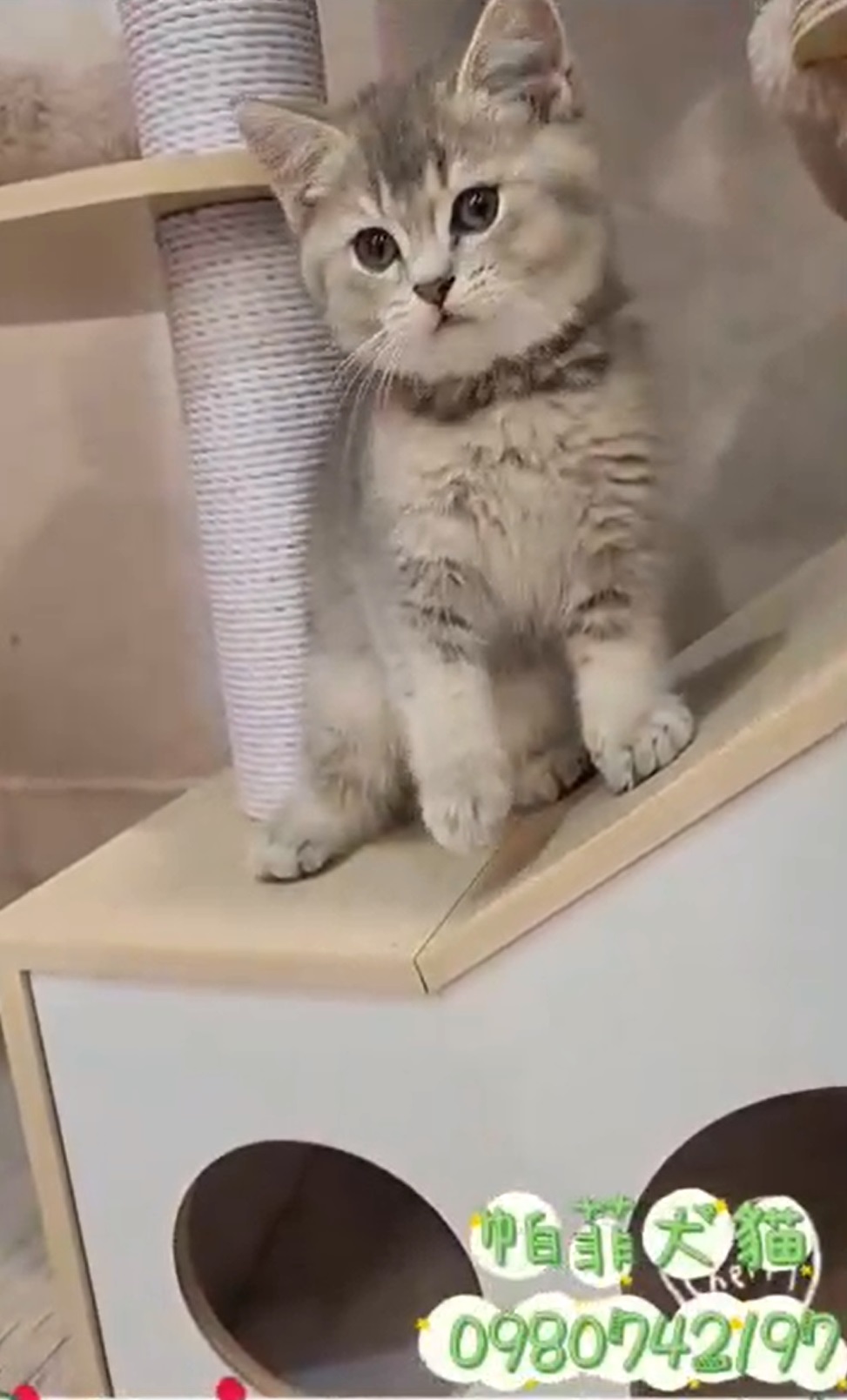 帕菲寵物館／藍金英國短毛貓