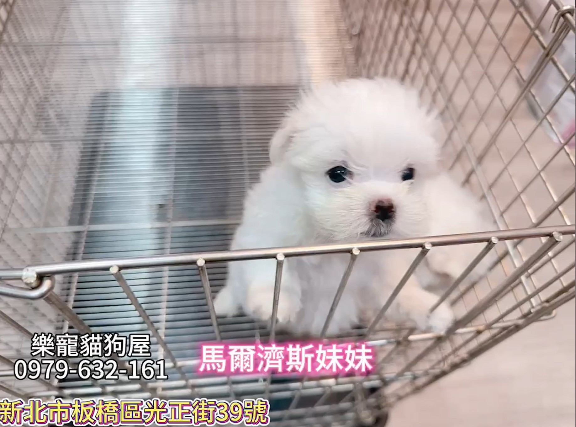 樂寵貓狗屋／馬爾濟斯