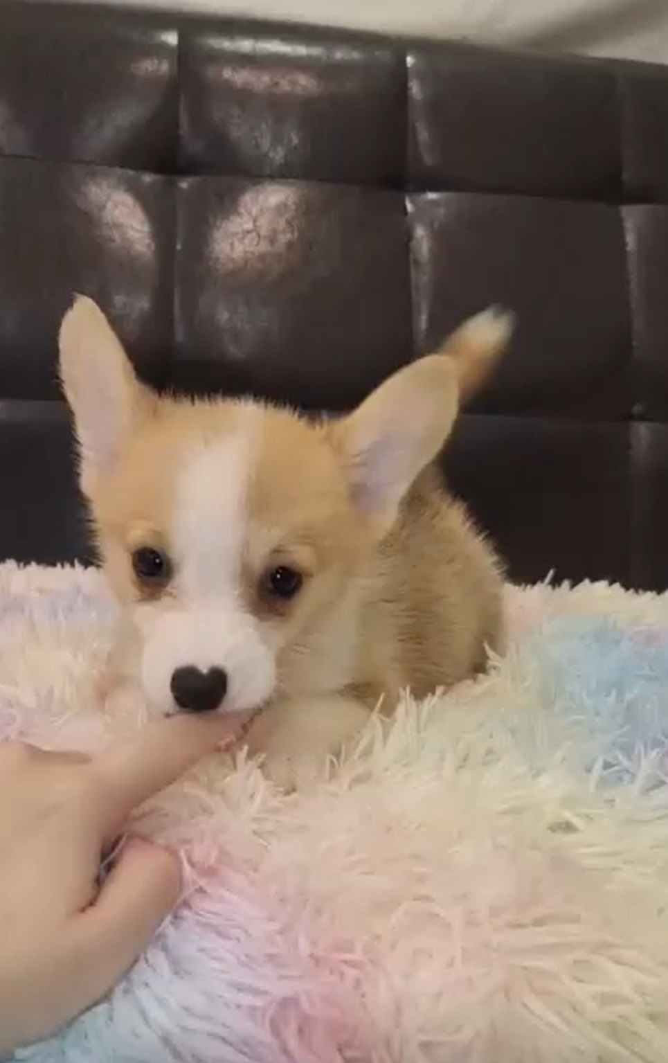 帕菲寵物館／柯基