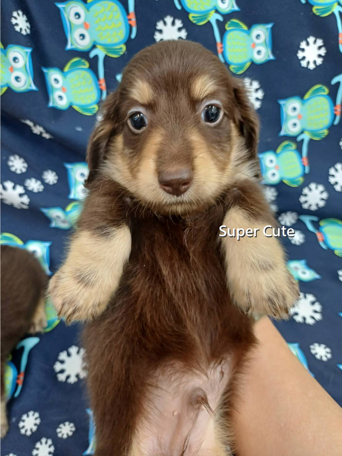 超可愛名犬社／長毛臘腸狗