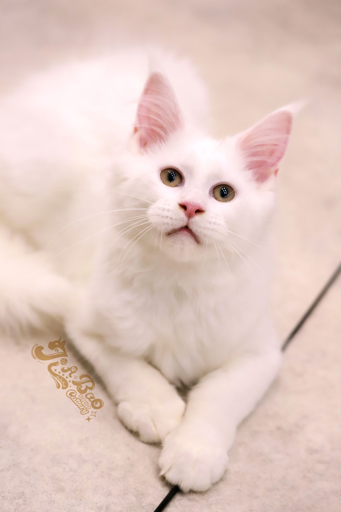 家寶寵物／白色緬因貓