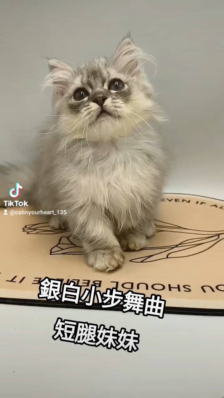 刻在你心底的貓／銀白色小步舞曲