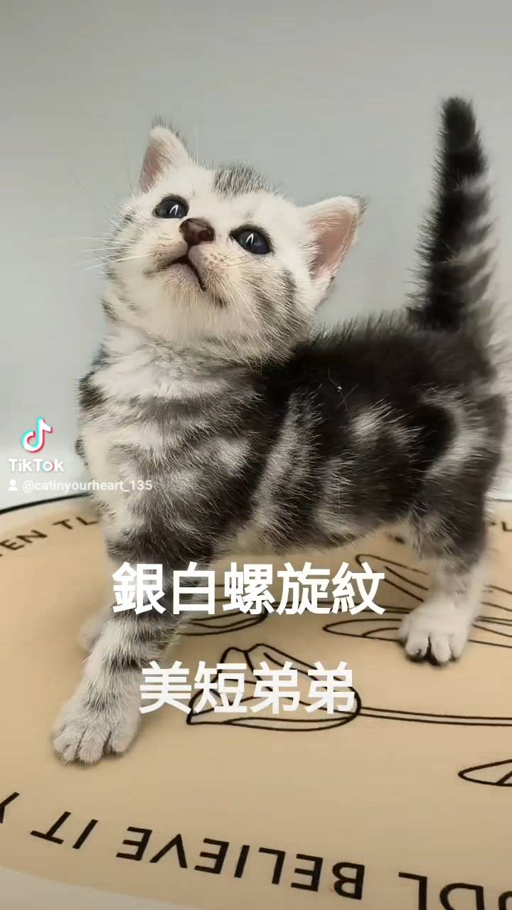 刻在你心底的貓／銀白螺旋紋美國短毛貓