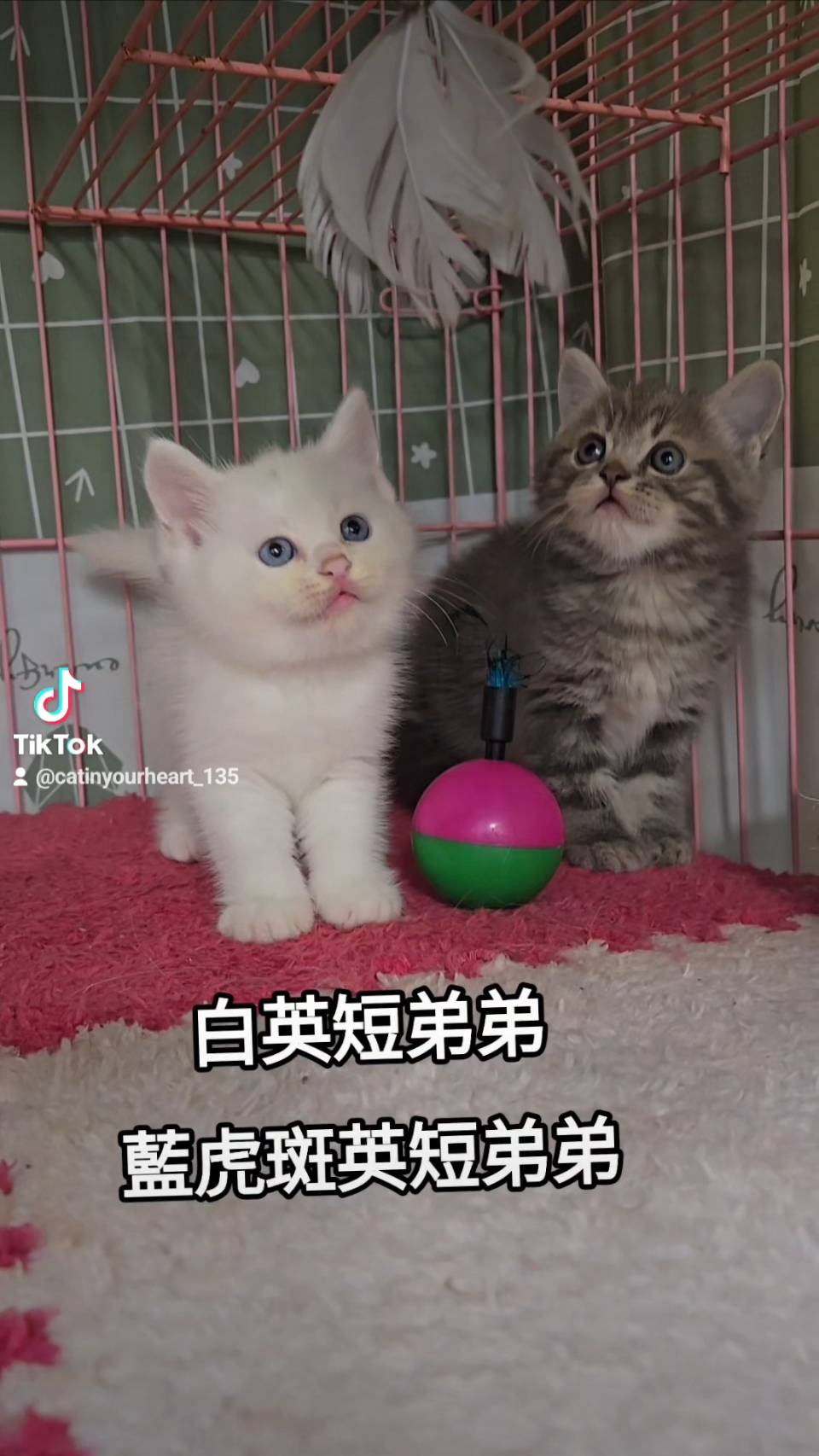 刻在你心底的貓／白色&藍虎斑英國短毛貓