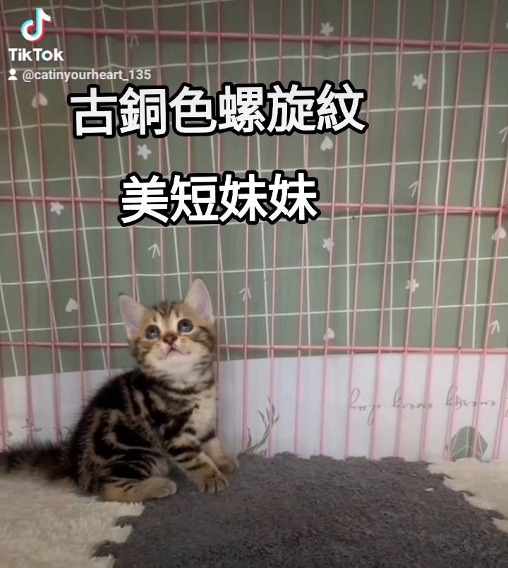 刻在你心底的貓／古銅色螺旋紋美國短毛貓