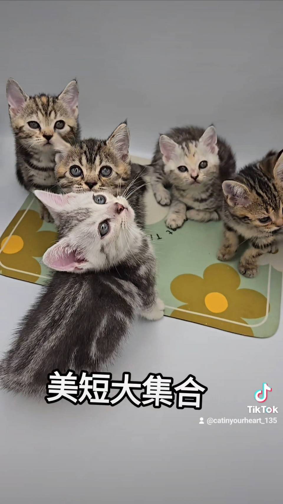 刻在你心底的貓／美國短毛貓