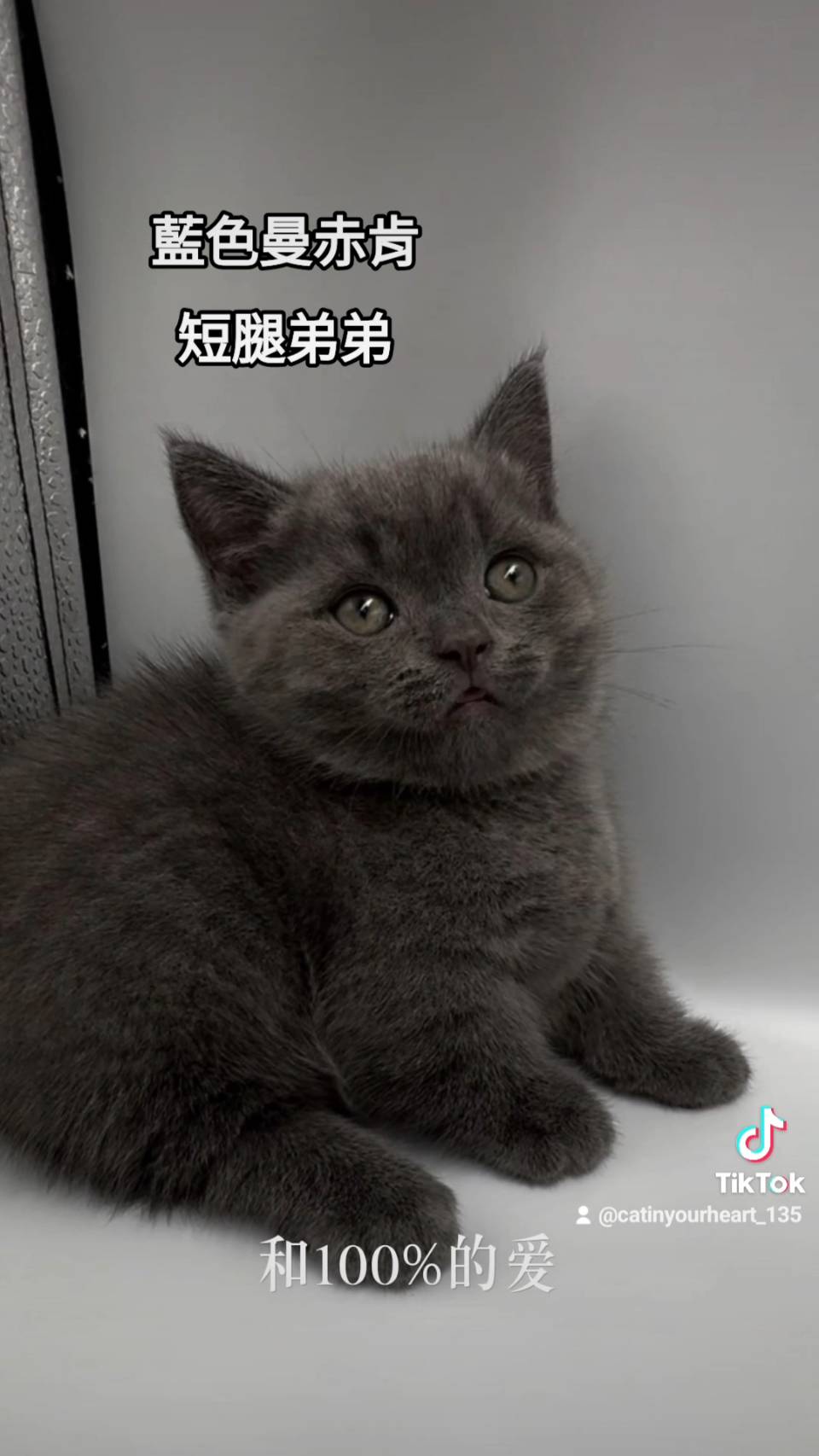 刻在你心底的貓／藍色曼赤肯