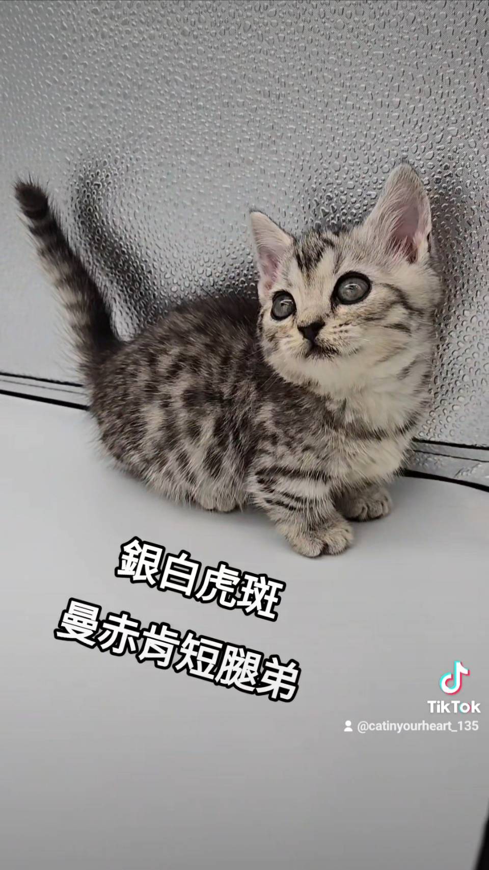 刻在你心底的貓／銀白虎斑曼赤肯