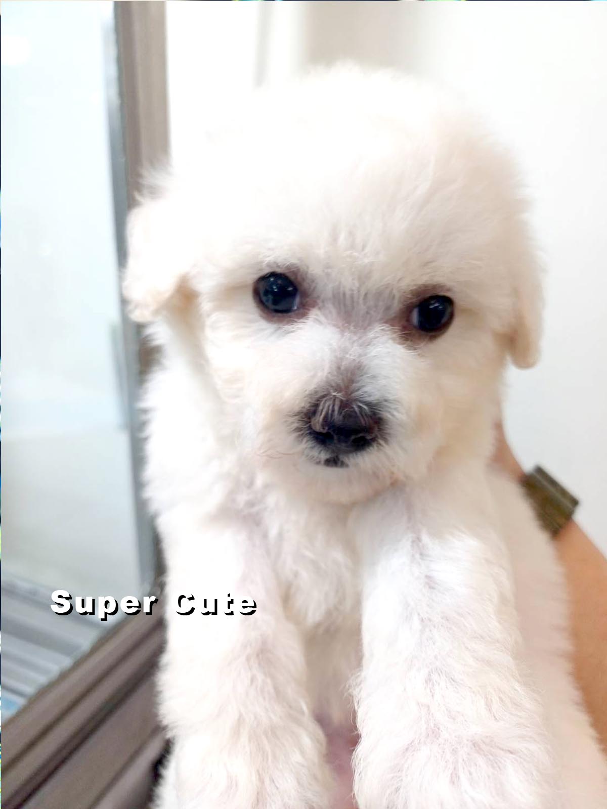 超可愛名犬社／馬爾濟斯