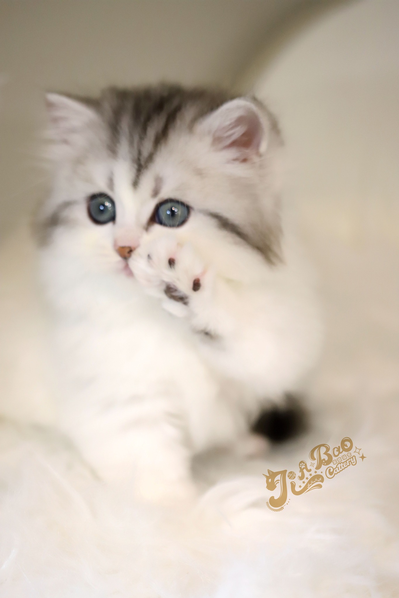 家寶寵物／銀虎斑賓士小步舞曲