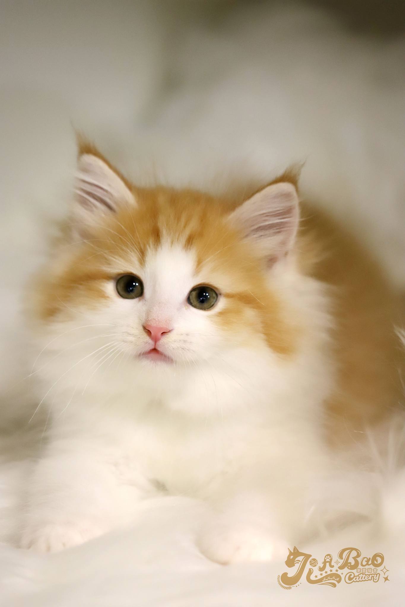 家寶寵物／紅白賓士挪威森林貓