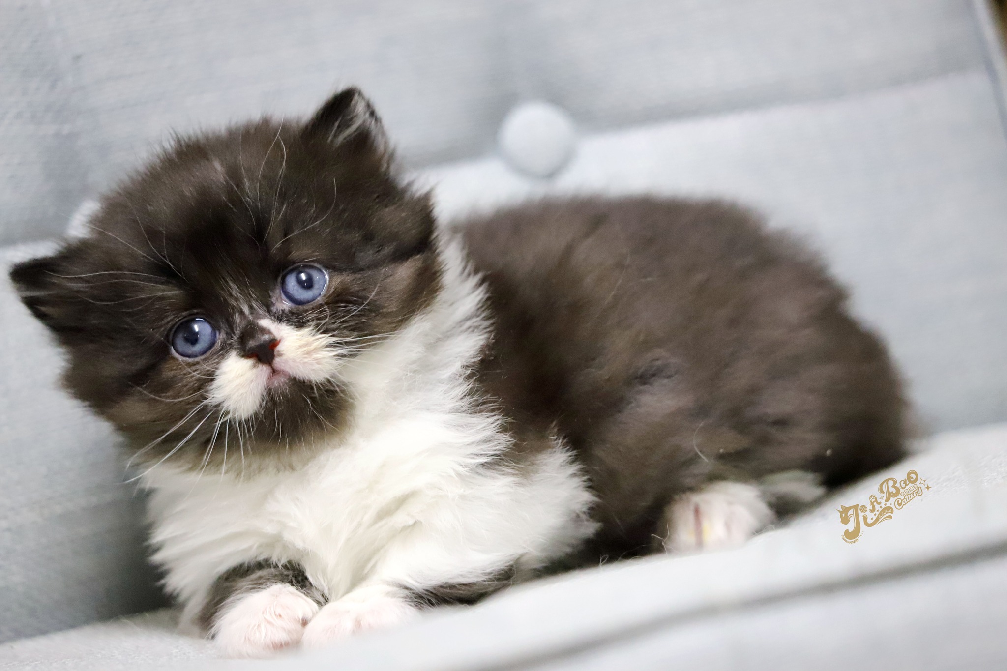 家寶寵物／黑白色小步舞曲