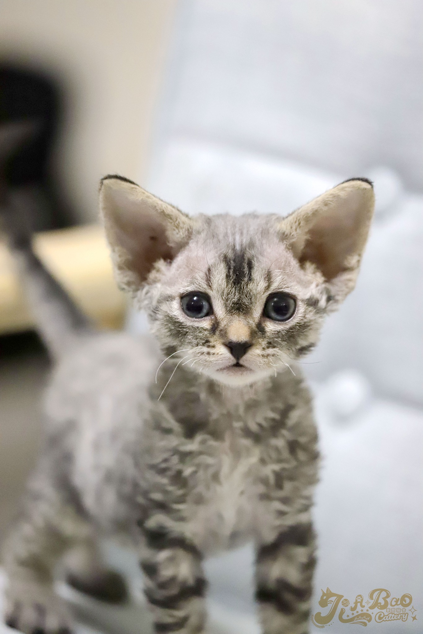 家寶寵物／黑虎斑德文捲毛貓