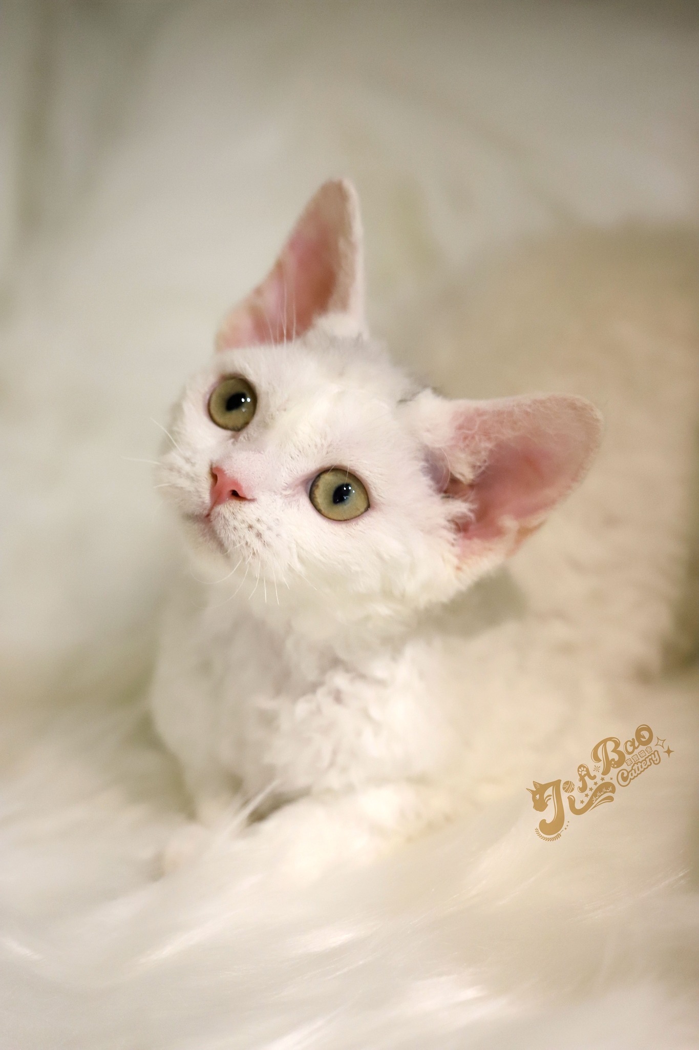 家寶寵物／白色德文捲毛貓