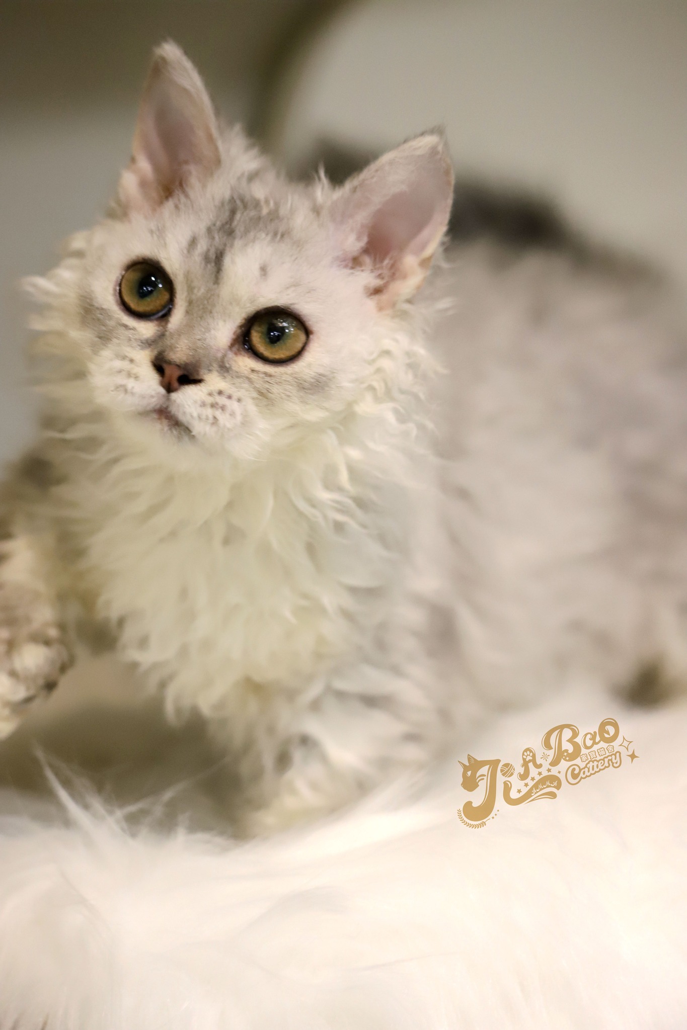 家寶寵物／銀漸層自然捲小步舞曲