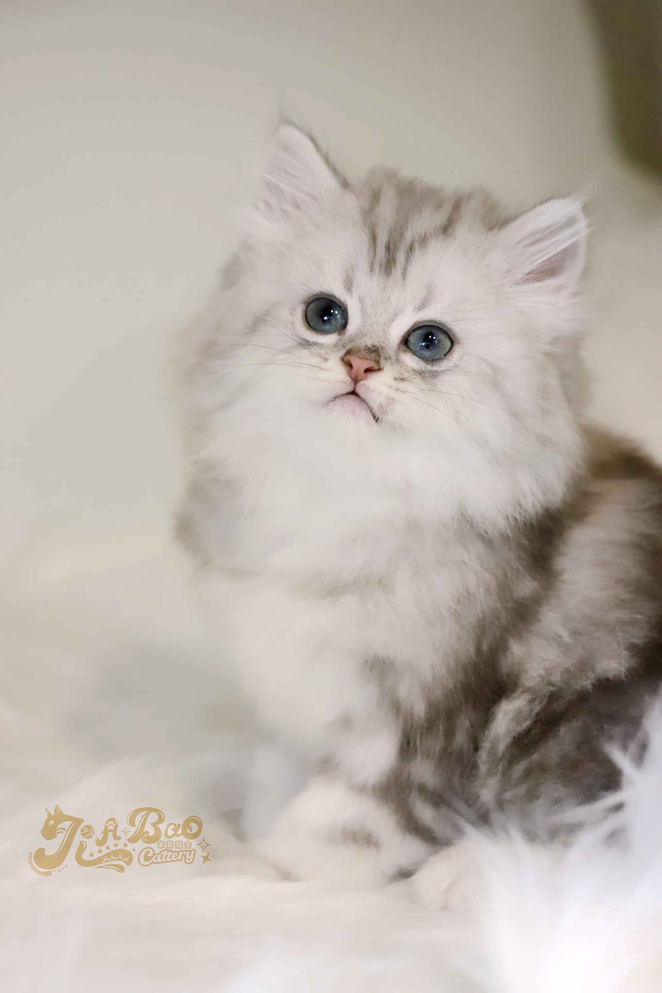 家寶寵物／銀虎斑非標準長毛貓