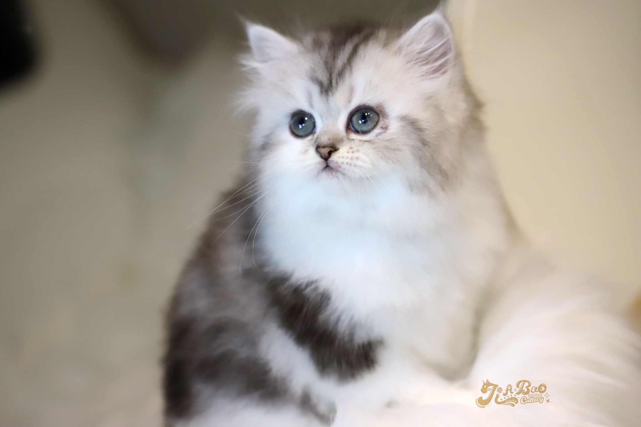 家寶寵物／銀白虎斑非標準長毛貓