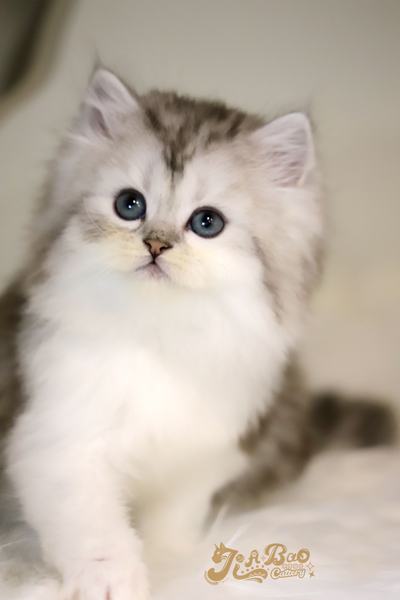 家寶寵物／銀白虎斑非標準長毛貓