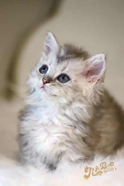 家寶寵物／銀漸層自然捲小步舞曲