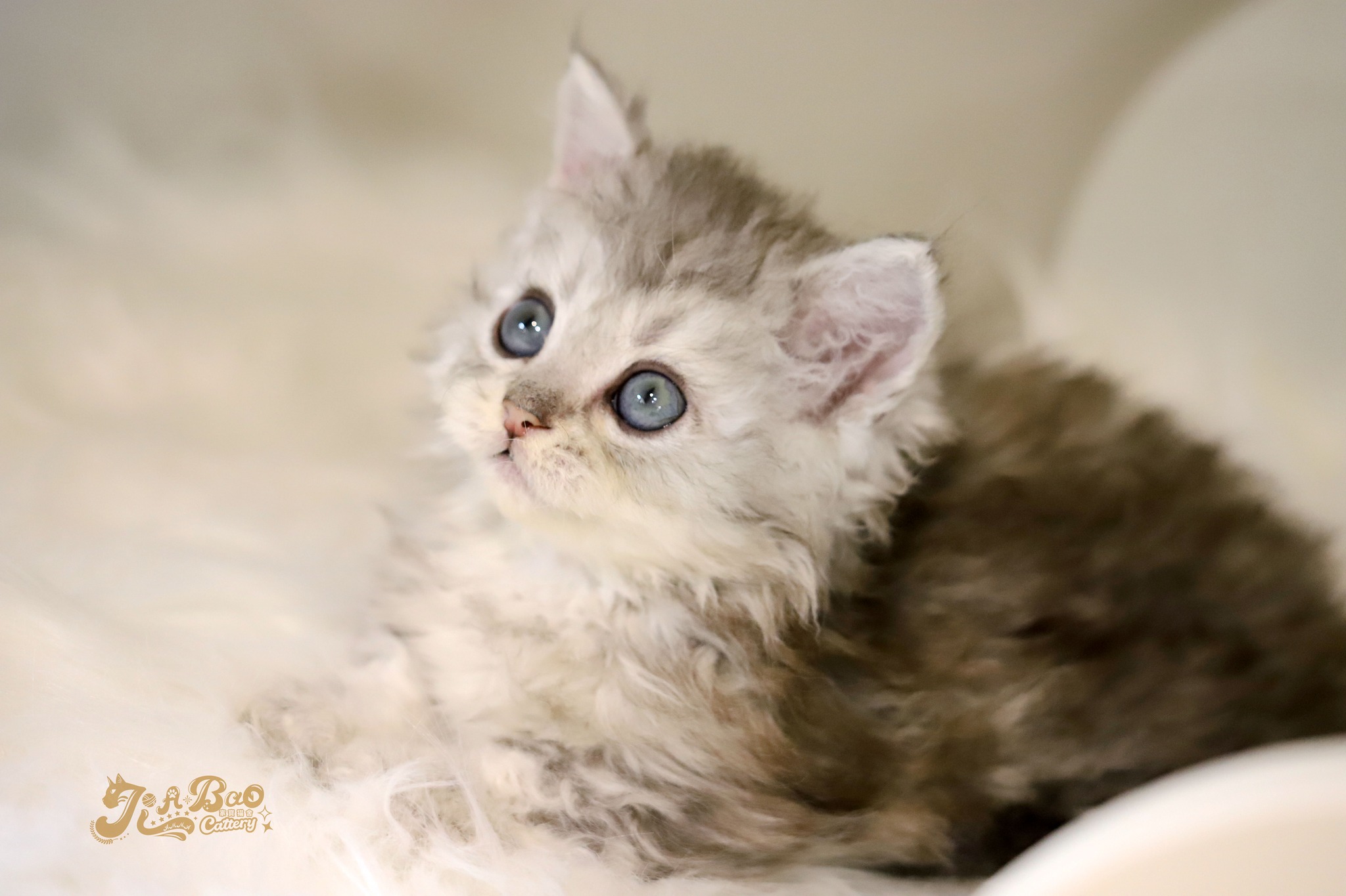 家寶寵物／銀漸層自然捲小步舞曲