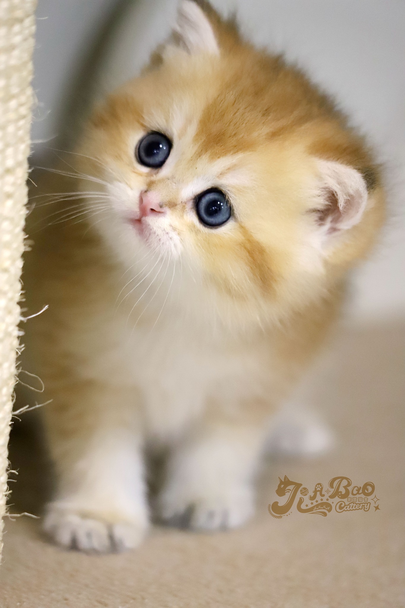 家寶寵物／黑金色英國短毛貓