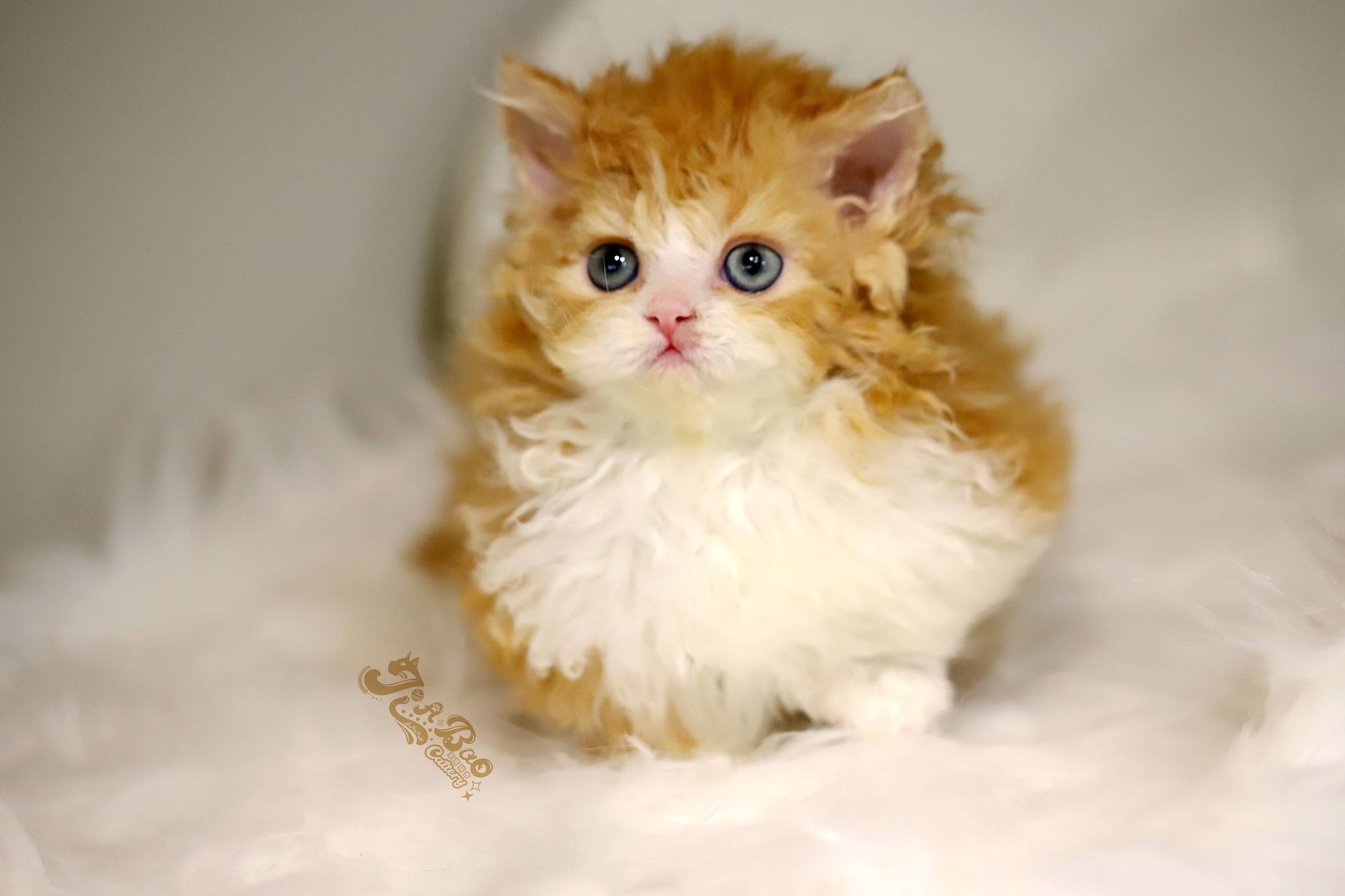 家寶寵物／紅白賓士自然捲小步舞曲