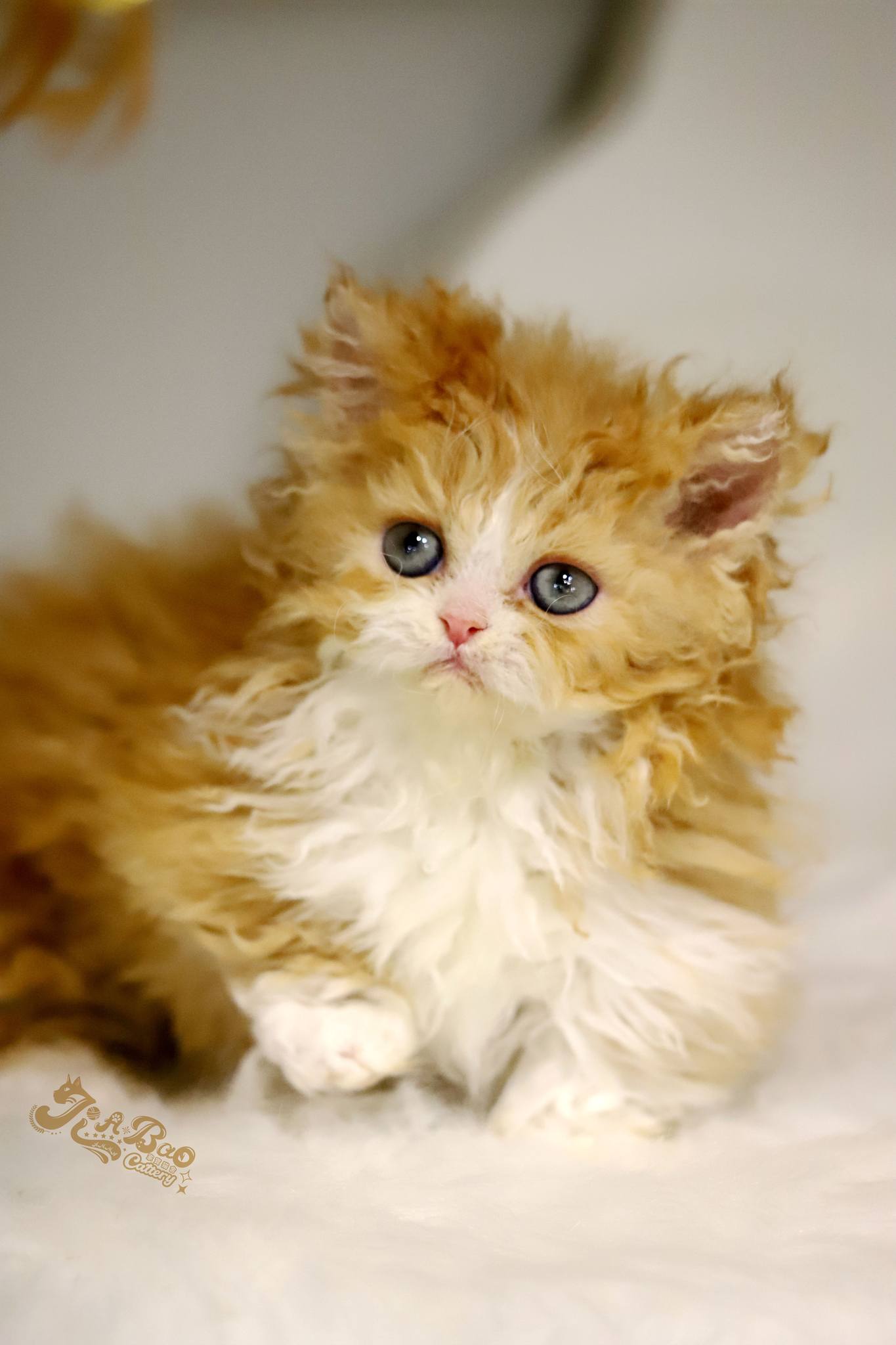 家寶寵物／紅白賓士自然捲小步舞曲