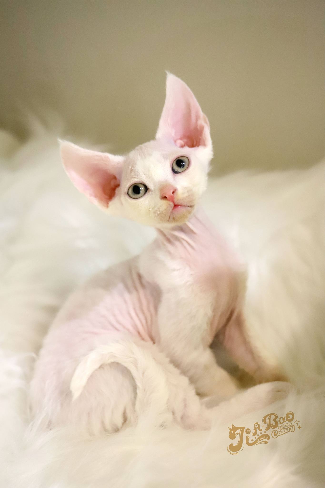 家寶寵物／白色德文捲毛貓