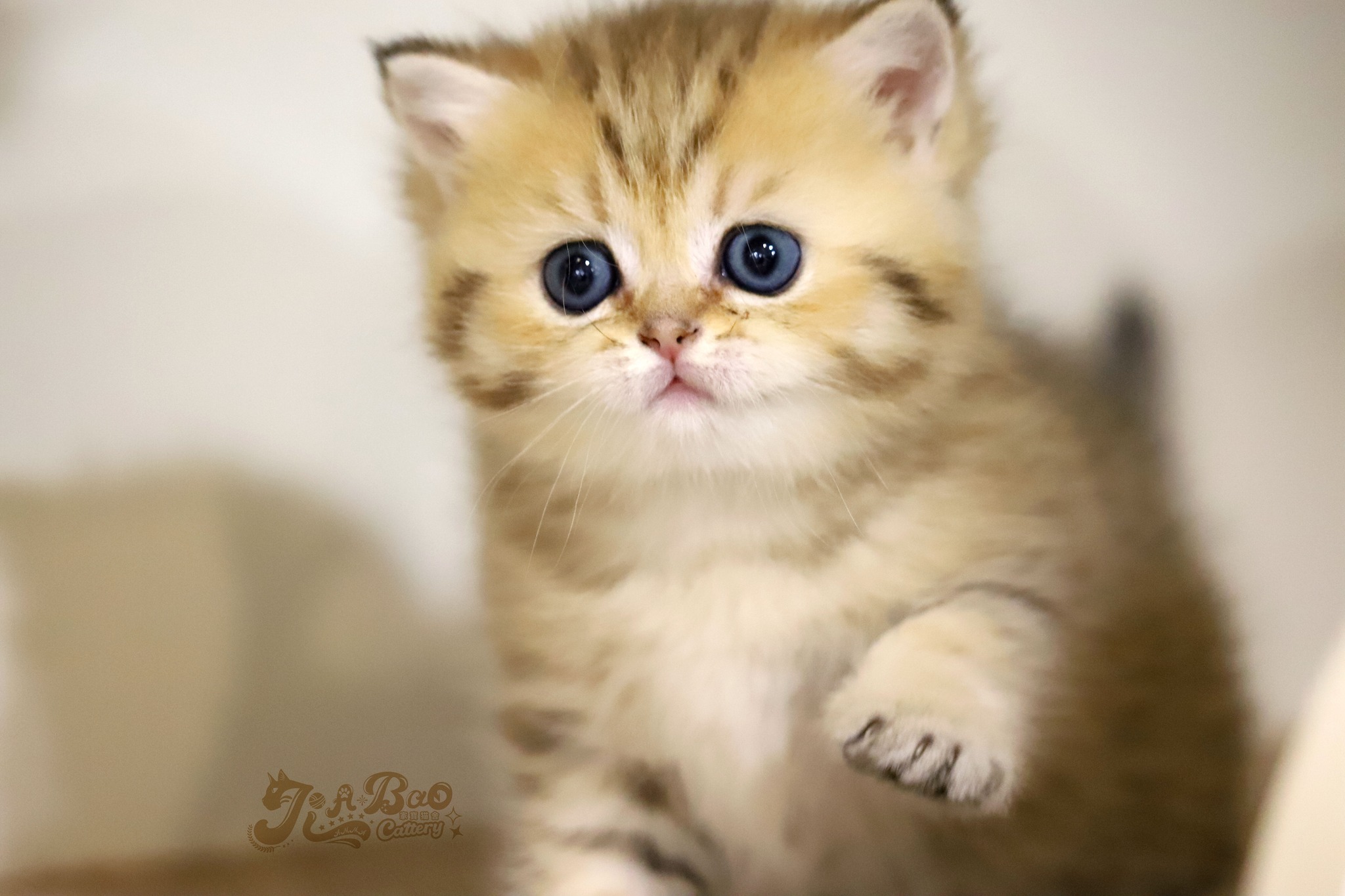 家寶寵物／黑金條紋英國短毛貓