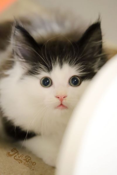 家寶寵物／黑白賓士挪威森林貓