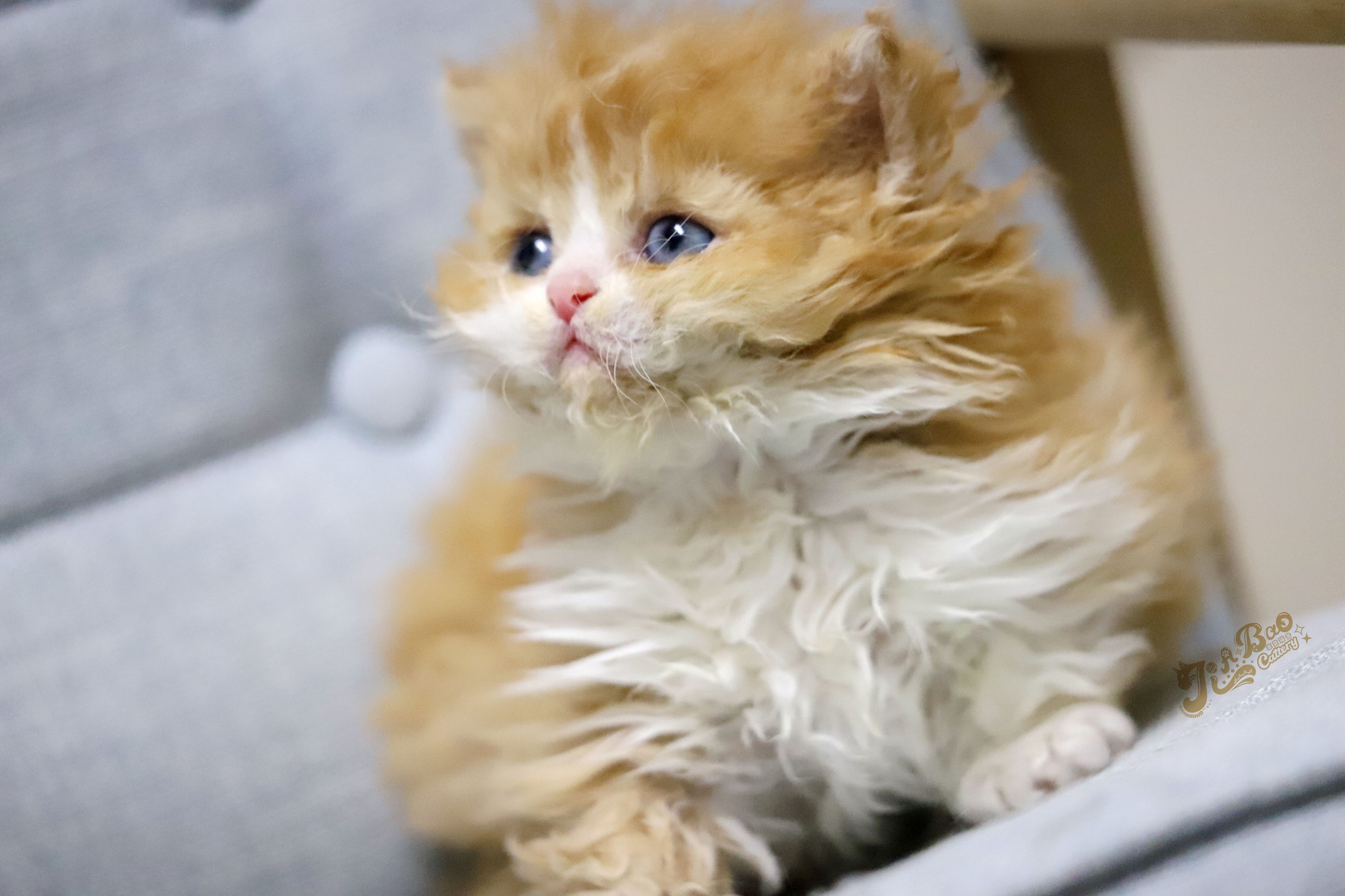 家寶寵物／紅白賓士自然捲小步舞曲