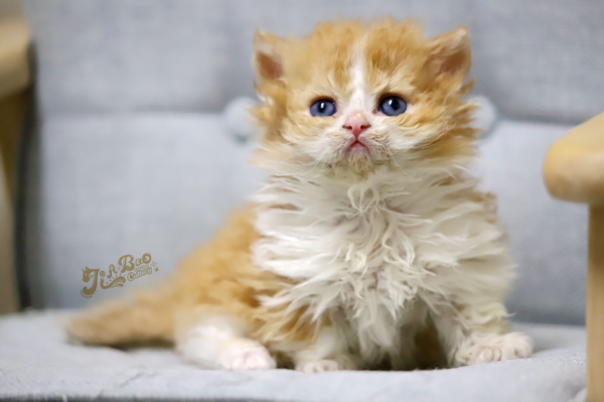 家寶寵物／紅白賓士自然捲小步舞曲