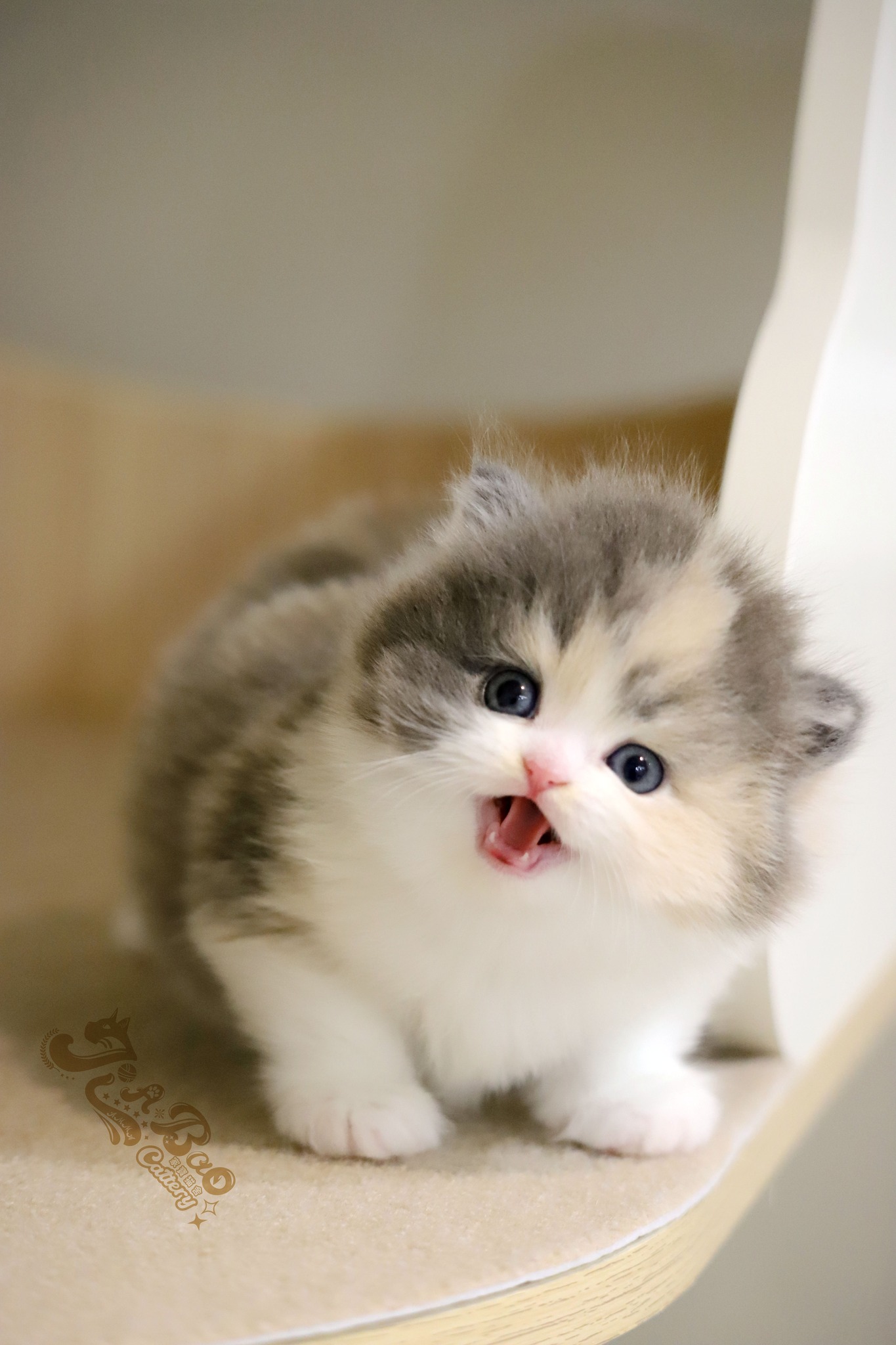 家寶寵物／藍三花賓士英國長毛貓