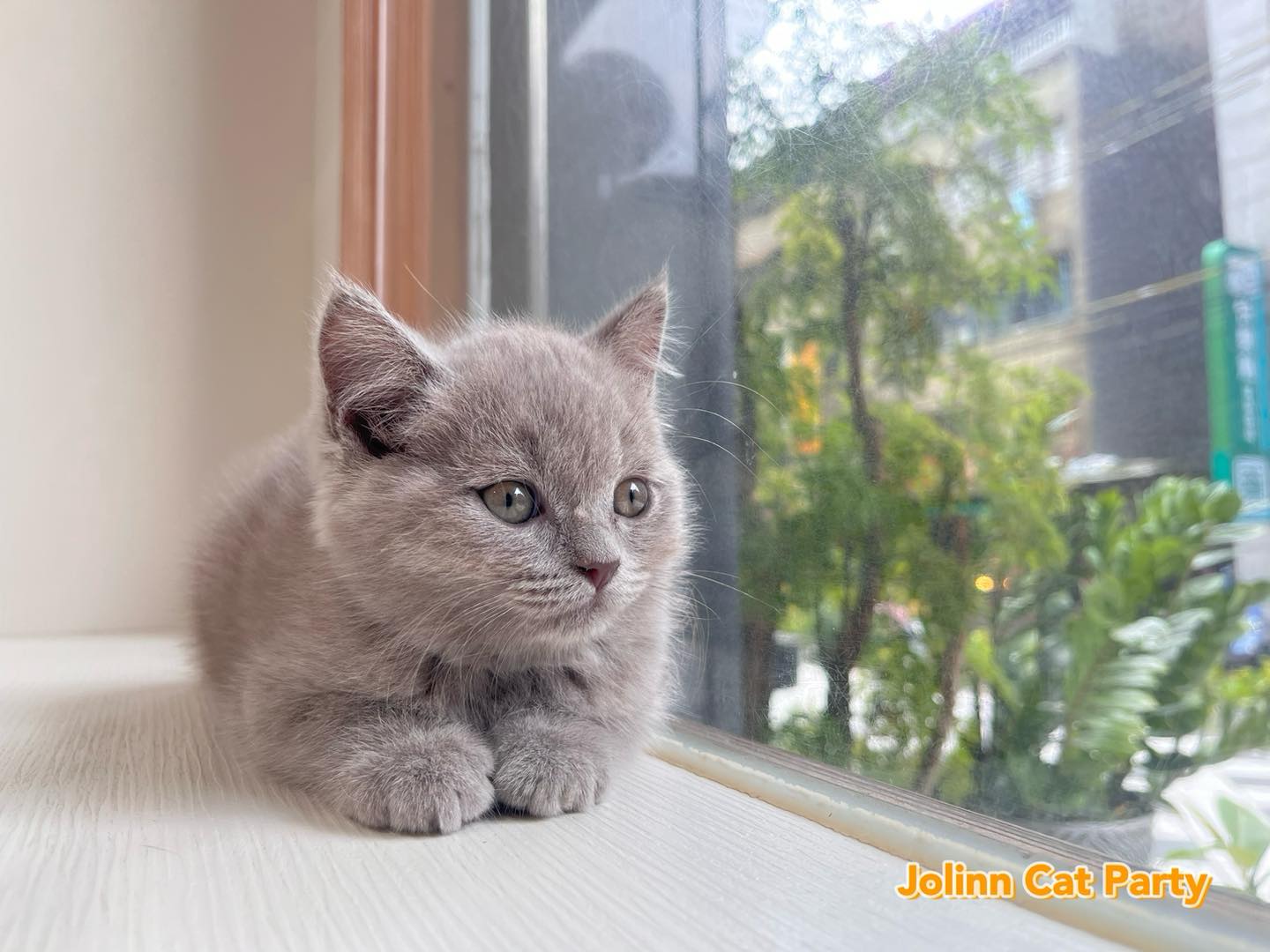 貓咪派對／紫丁香英國短毛貓