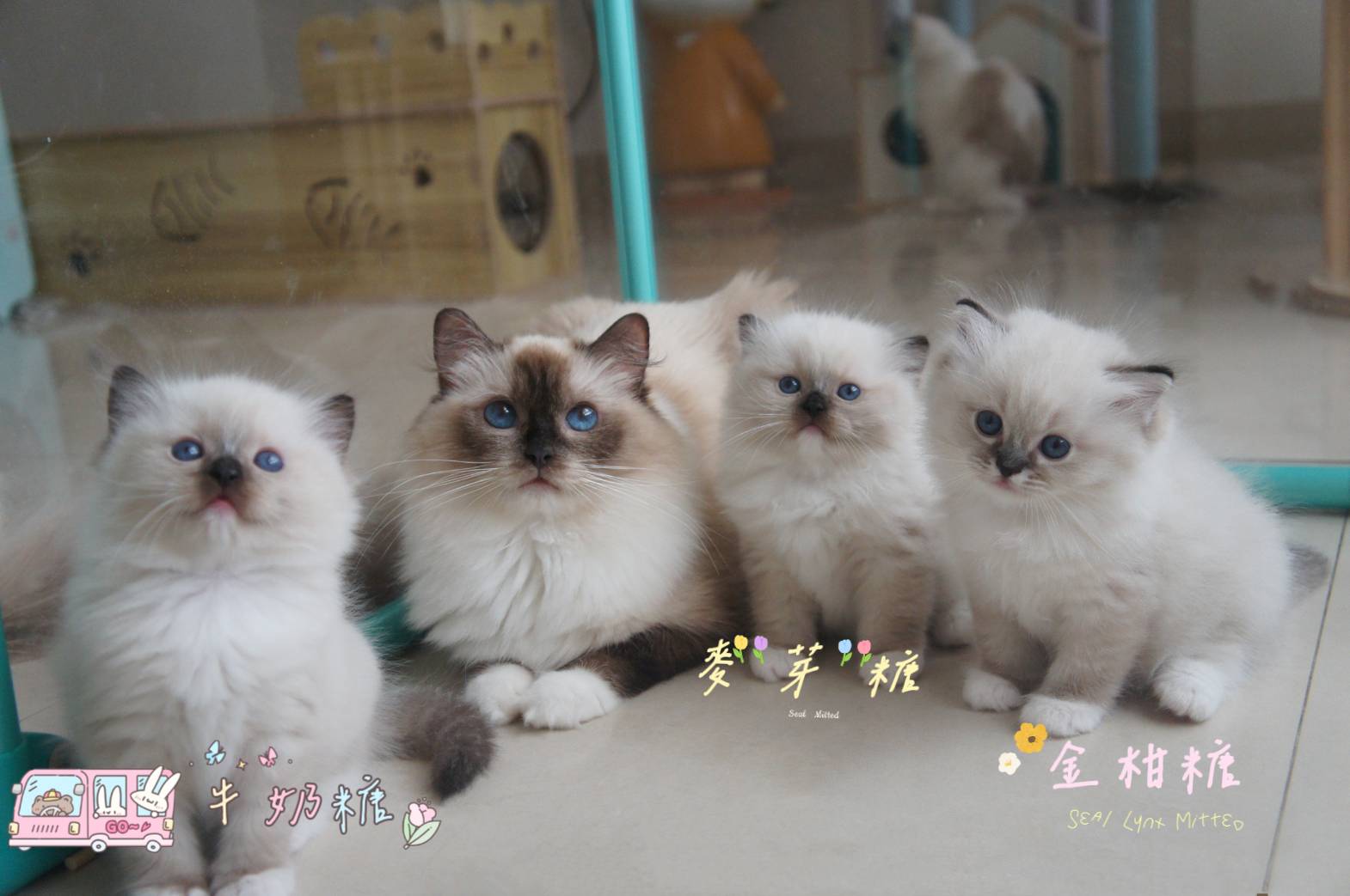 蘋果樹下的布偶貓／重點色布偶貓