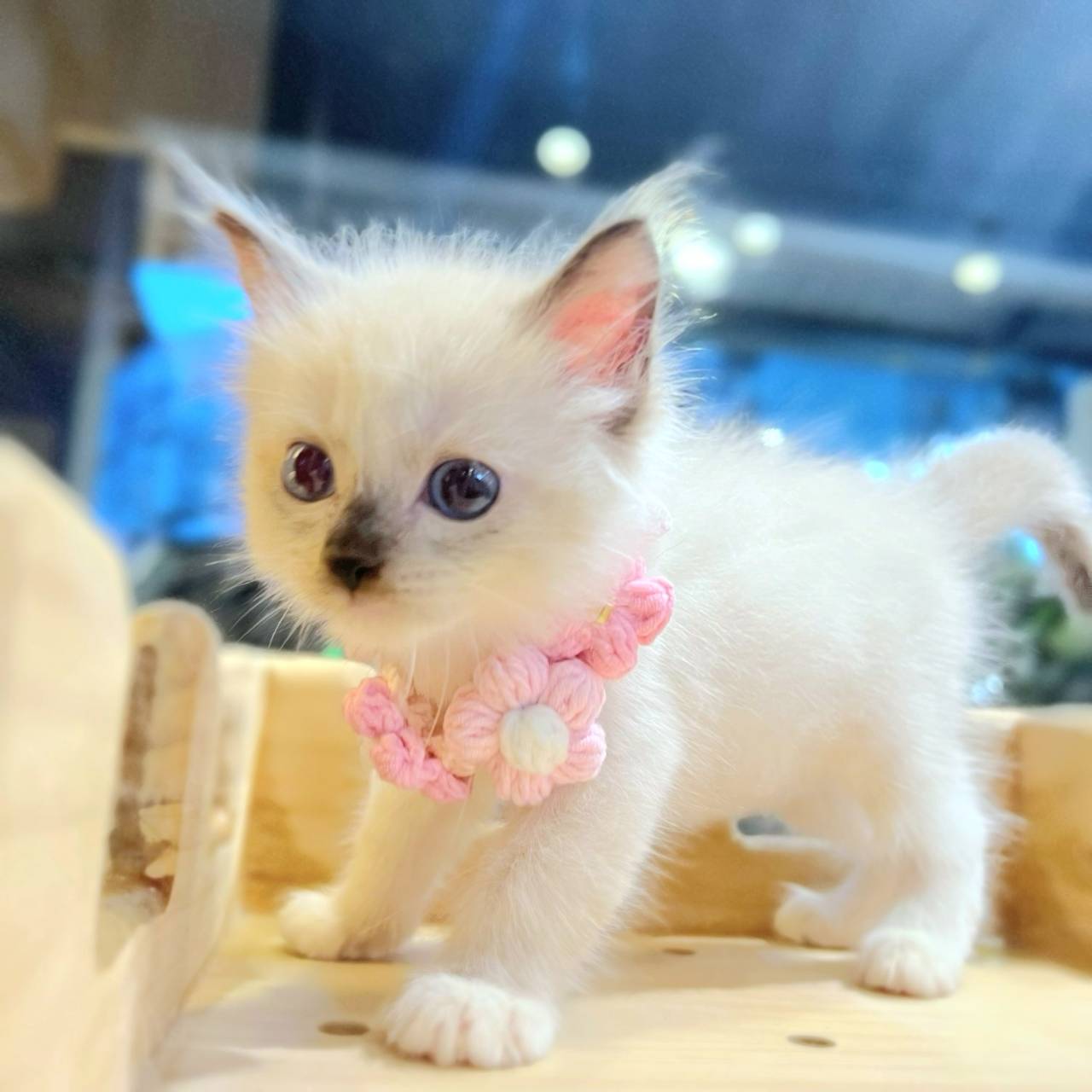 愛神寵物 吉利貓／各品種貓