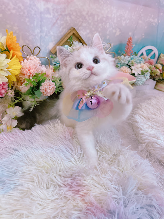 星光貓舍／山貓雙色布偶