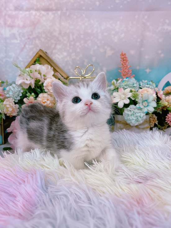 星光貓舍／銀白螺旋紋曼赤肯