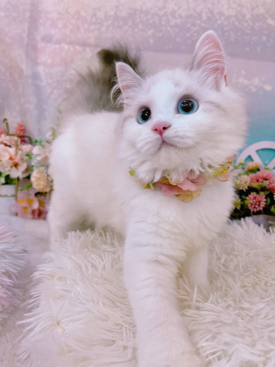 星光貓舍／山貓雙色布偶