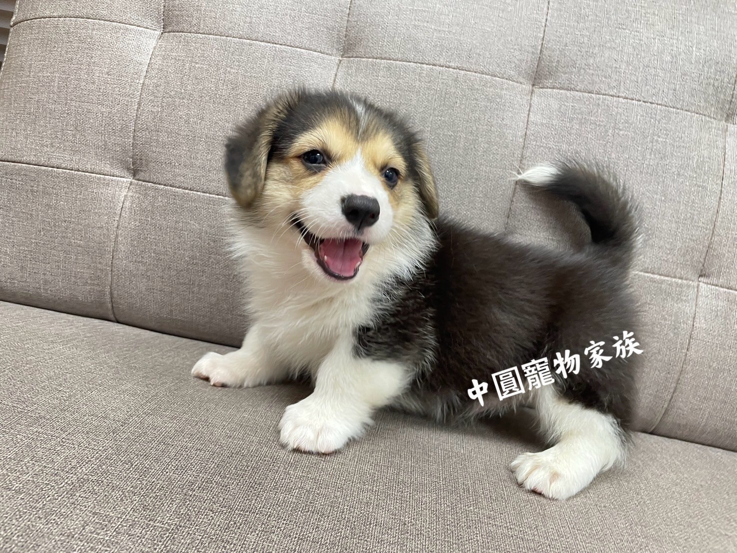 中圓寵物家族／三色柯基犬