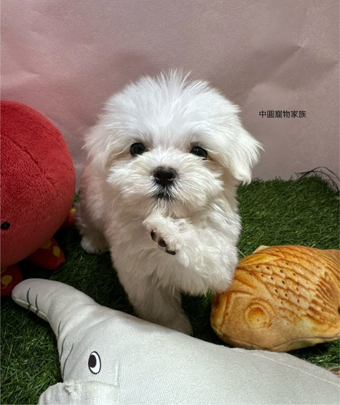 中圓寵物家族／白色瑪爾濟斯