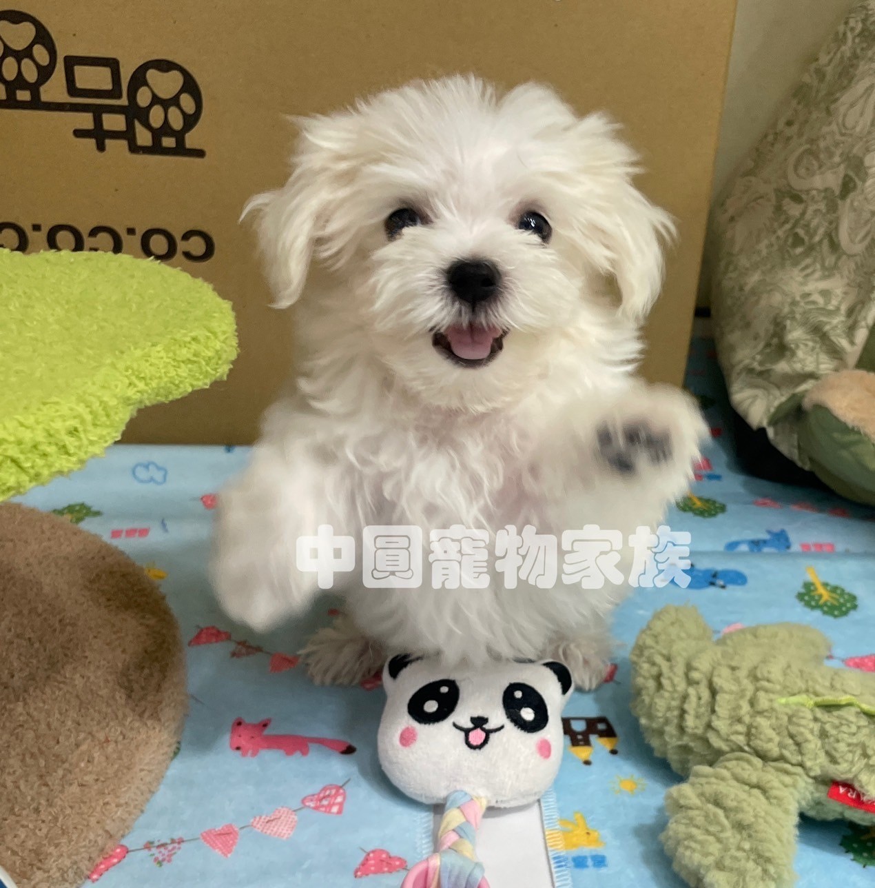 中圓寵物家族／白色瑪爾濟斯