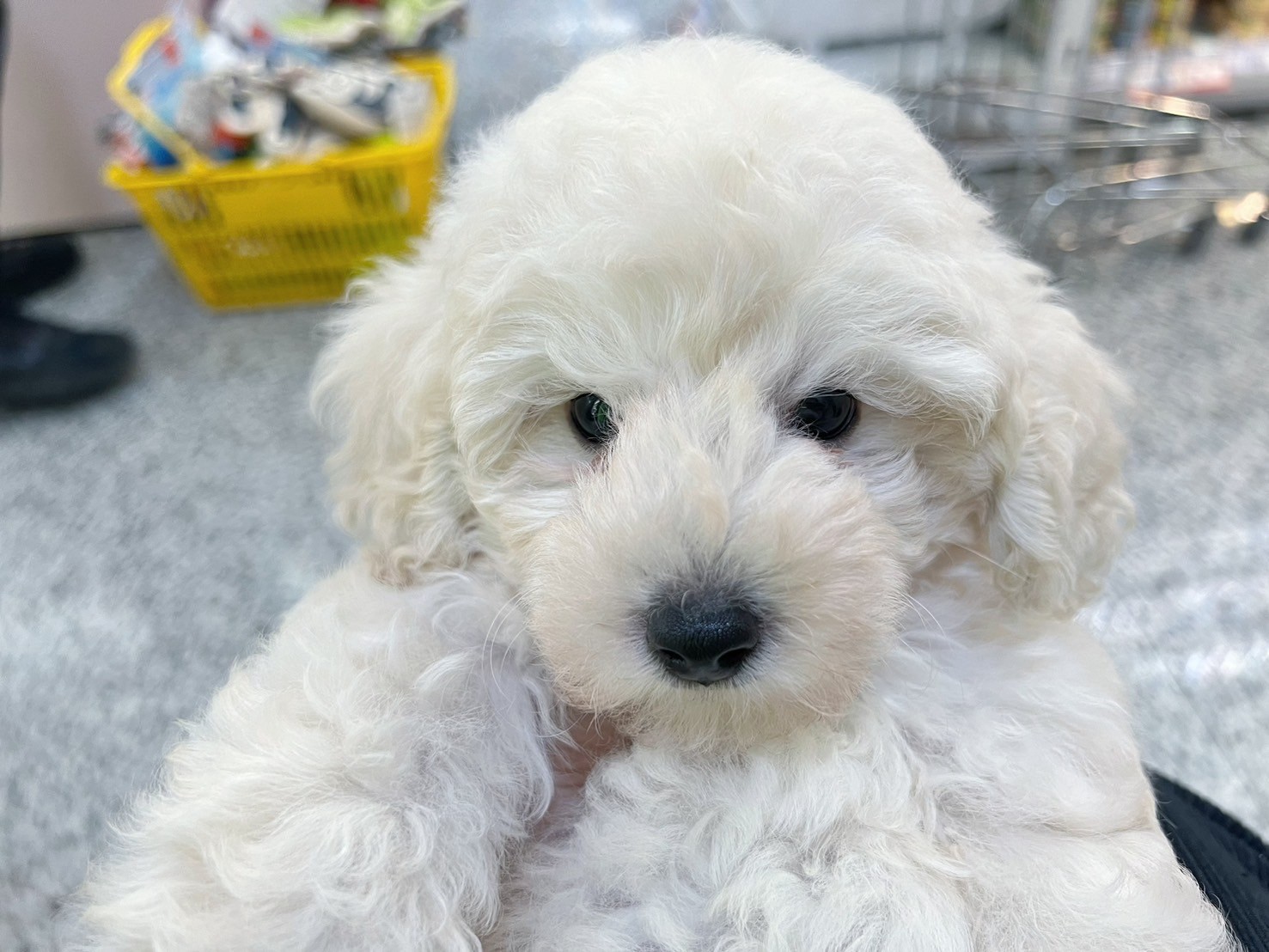 中圓寵物家族／杏色貴賓犬