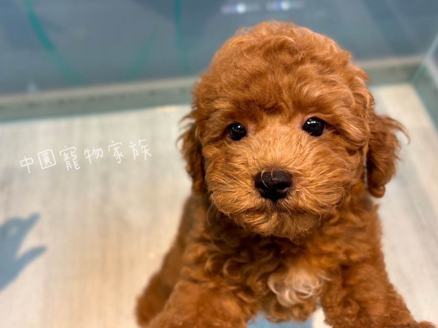 中圓寵物家族／紅色貴賓犬